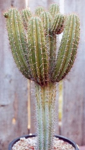 Gymnocereus_microspermus